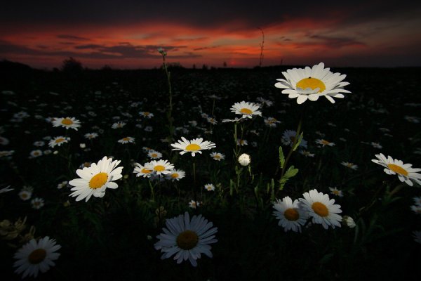 Ромашковое поле