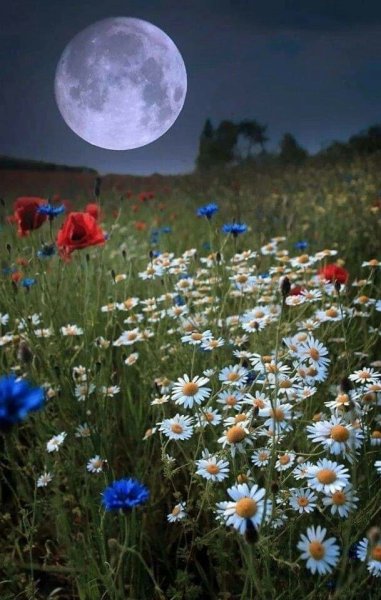 Ночь лето цветы