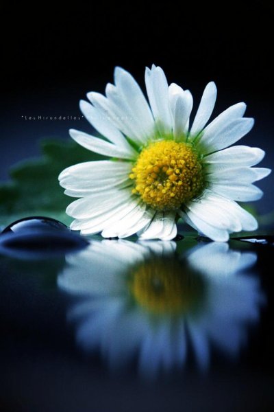 Ромашки ночью