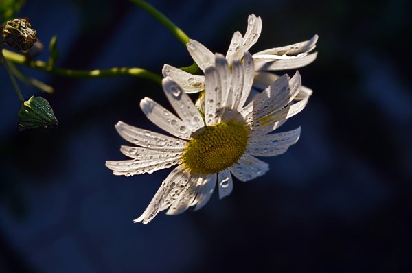 Ромашки под луной