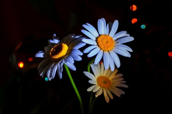 Ромашки ночью