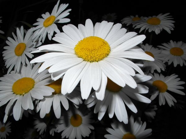 Ромашка Луна