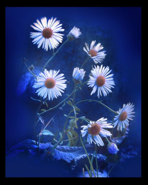 Доброй ночи с полевыми цветами