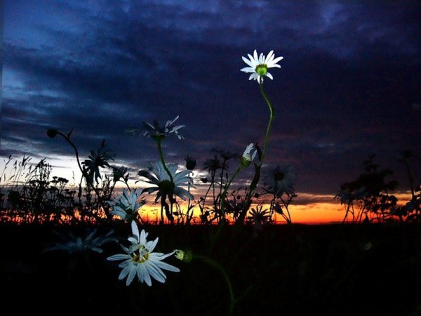 Поле ромашек ночью