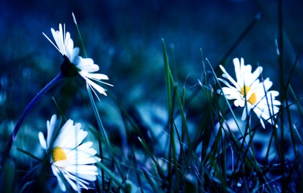 Ромашковое поле