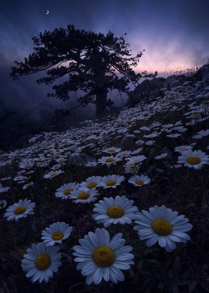 Цветы ночью