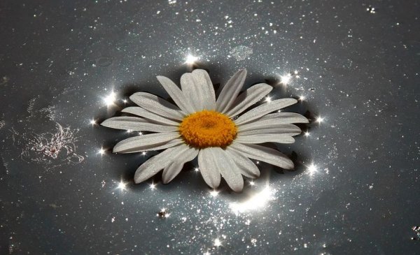 Инопланетные ромашки