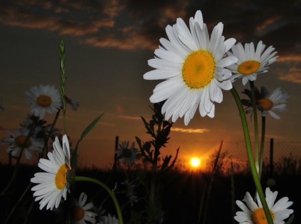 Ромашки на закате