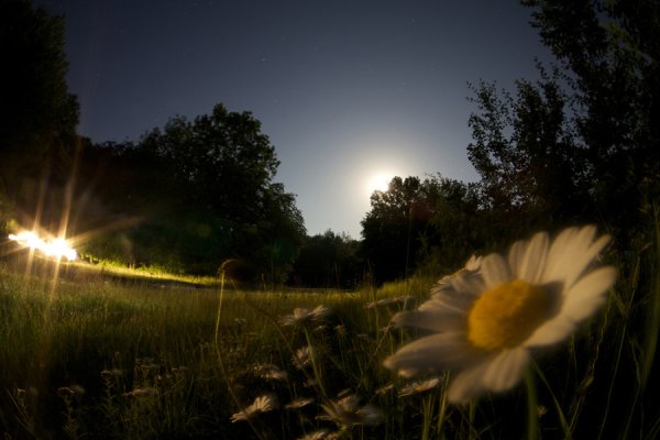 Ромашки ночью