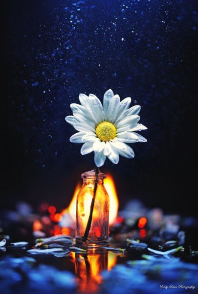 Цветы ночью