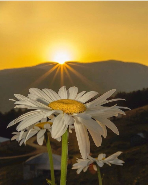 Ромашки на закате