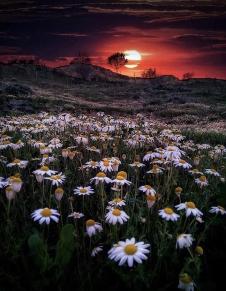 Ромашки на закате