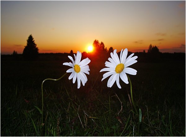 Ромашки ночью