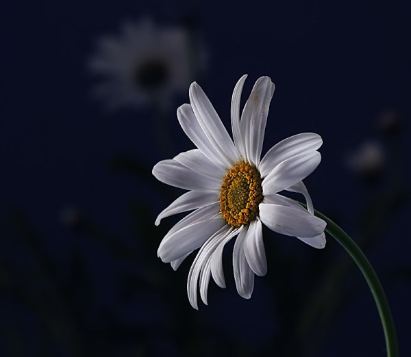 Доброй ночи ромашки