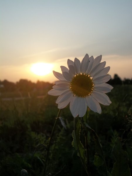 Ромашки ночью