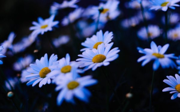 Ночные ромашки