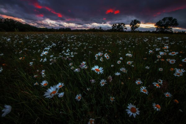 Ромашковое поле