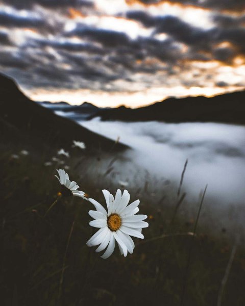 Красивая природа с ромашками