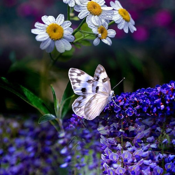 Бабочки в цветах