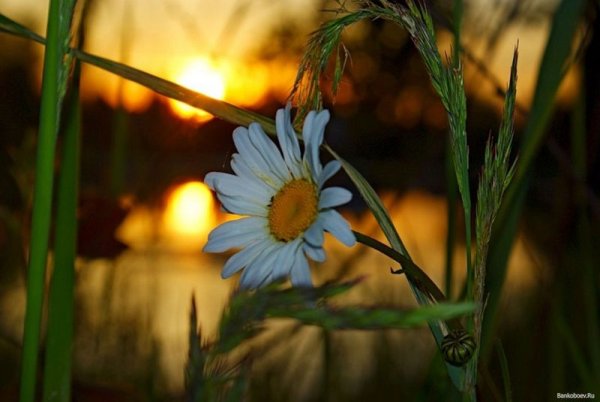 Ромашки вечер ночь