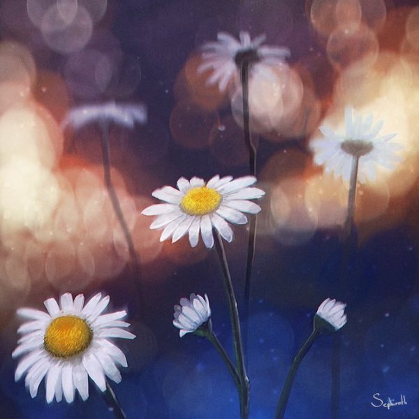 Ромашки арты