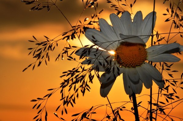 Ромашки на рассвете