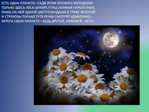 Сладких снов ромашки