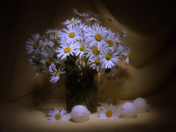 Ромашки ночью