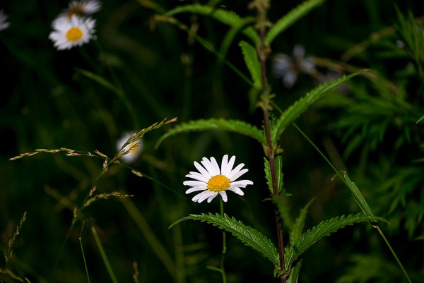 Ночью цветы ромашки