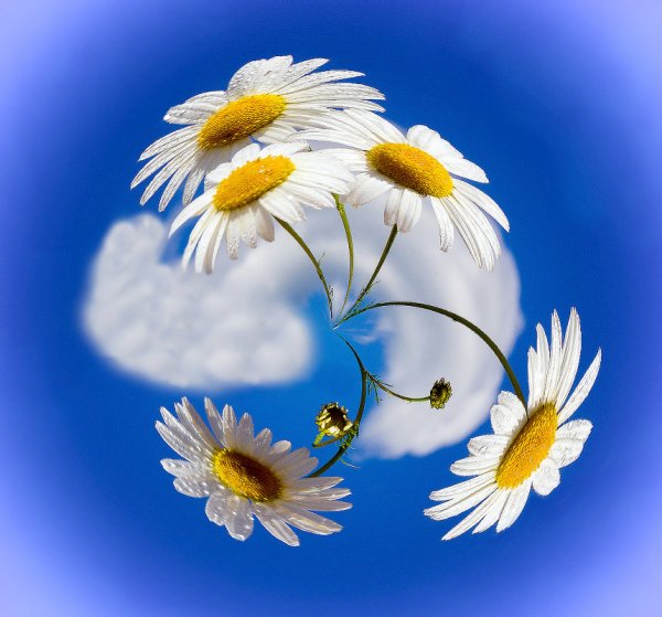 Открытки с ромашками