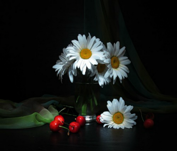 Букет ромашек на темном фоне
