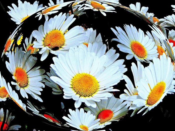 Ромашки на Красном фоне