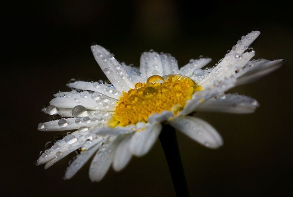 Ромашки ночью