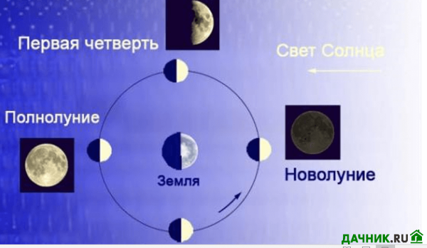 Фаза Луны первая четверть