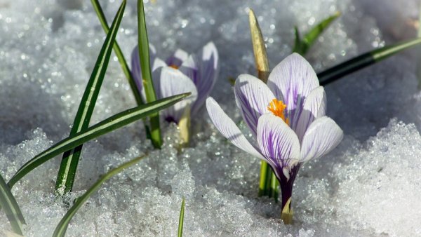 Подснежники из под снега