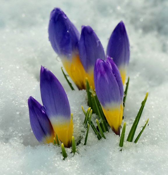 Первоцветы пролеска снег