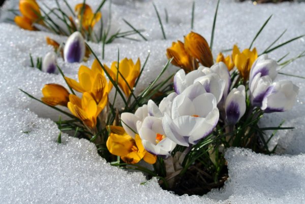 Первоцветы пролеска снег