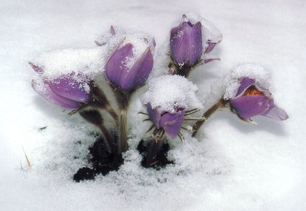 Фиолетовые цветы в снегу