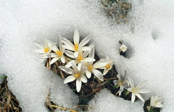 Байчечекей гулу