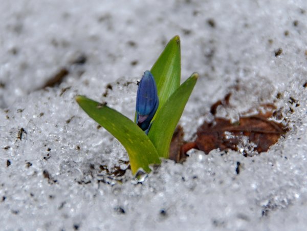 Пролеска Росток