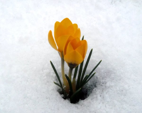 Подснежники желтые