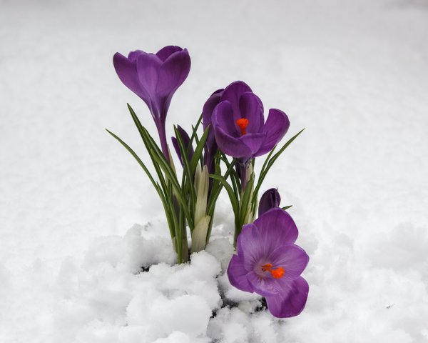 Подснежники крокусы в снегу