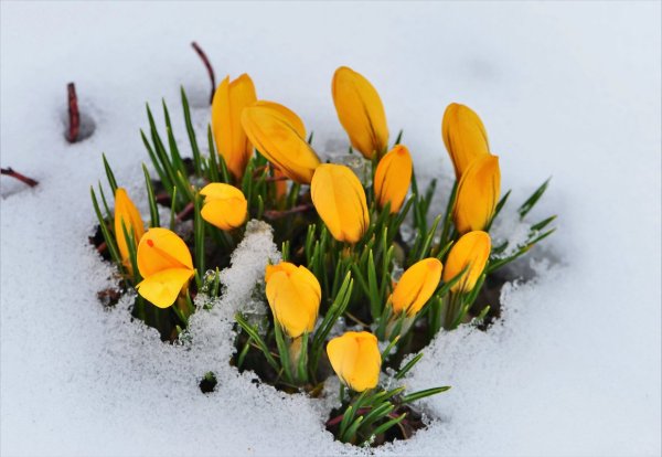 Желтые крокусы в снегу