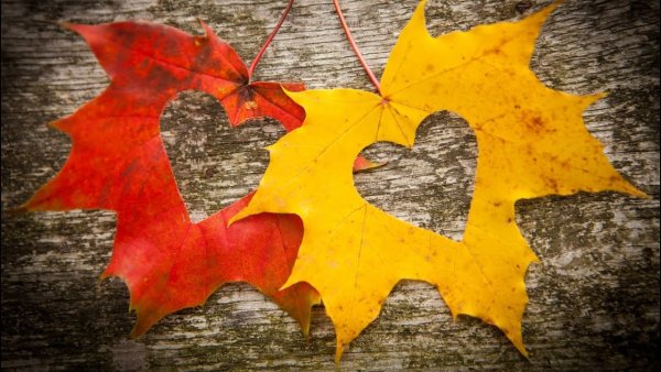 Осень любовь