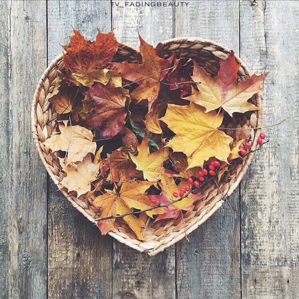 Осень Эстетика листья