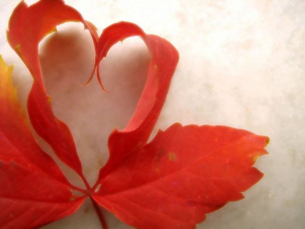 Сердечко из осенних листиков