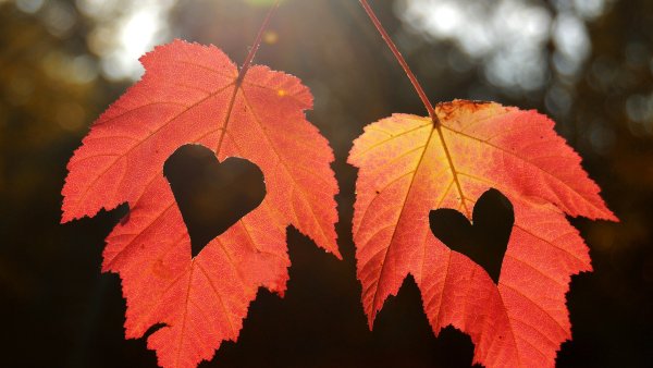 Осень листья сердце