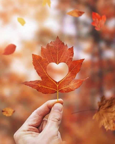 Сердце из листьев