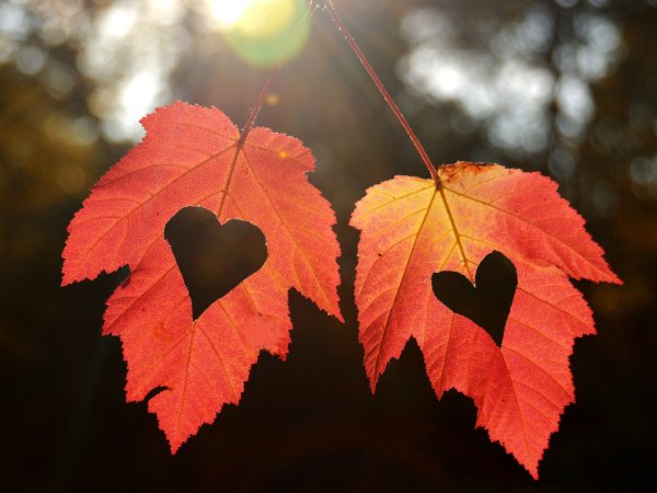 Осеннее сердце