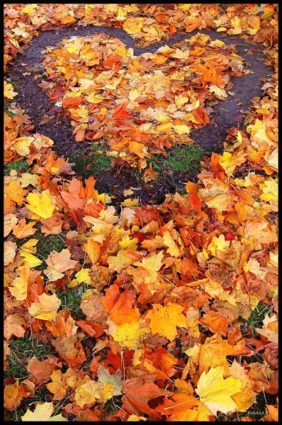 Сердце из осенних листьев